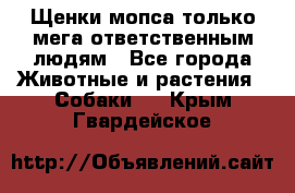 Щенки мопса только мега-ответственным людям - Все города Животные и растения » Собаки   . Крым,Гвардейское